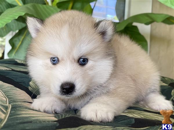 Puppy Pomsky Picture 2